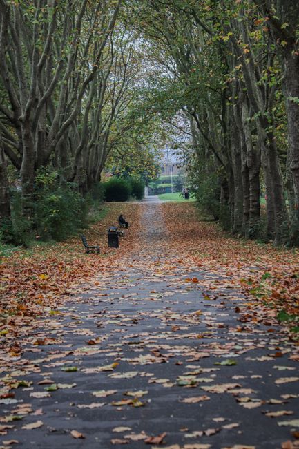 A paved pathway in a park is lined with tall, slender trees on both sides, their branches arching overhead to create a natural canopy. The ground is covered in fallen leaves, predominantly brown and orange, scattered across the asphalt surface. Along the left side of the path, there are two black metal benches, one positioned closer to the foreground and the other further down, both facing toward the pathway. Near the benches, there is a small black rubbish bin, likely provided for public waste disposal, supporting park cleanliness. In the background, the pathway continues into a more open, grassy area with additional trees and a glimpse of a fence or boundary in the distance. The scene suggests an autumn setting, with diffuse natural light filtering through the foliage, creating a calm and quiet atmosphere. This peaceful park scene subtly ties into the concept of local or private waste management, aligning with services such as those provided by Waste Collection Belsize Park, which may involve on-site clearance or alternative rubbish removal options.